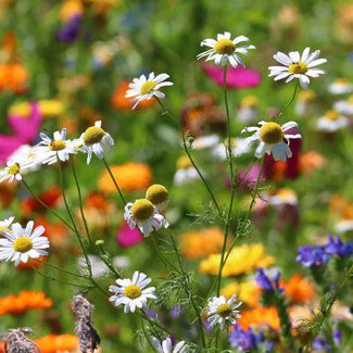 Bee and Butterfly Seed Mix 100g