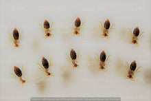 Load image into Gallery viewer, Plastic Bee with Pin (500 Pack)
