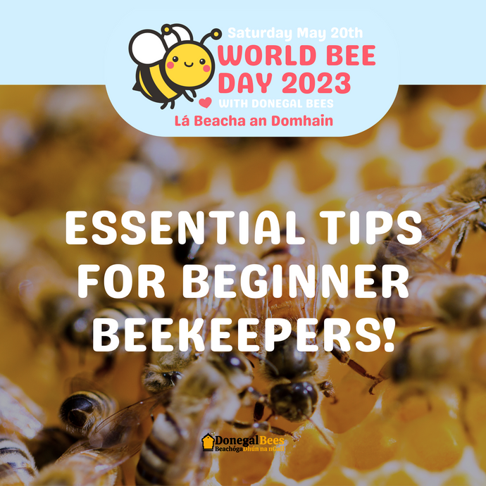 Essential Tips for Beginner Beekeepers