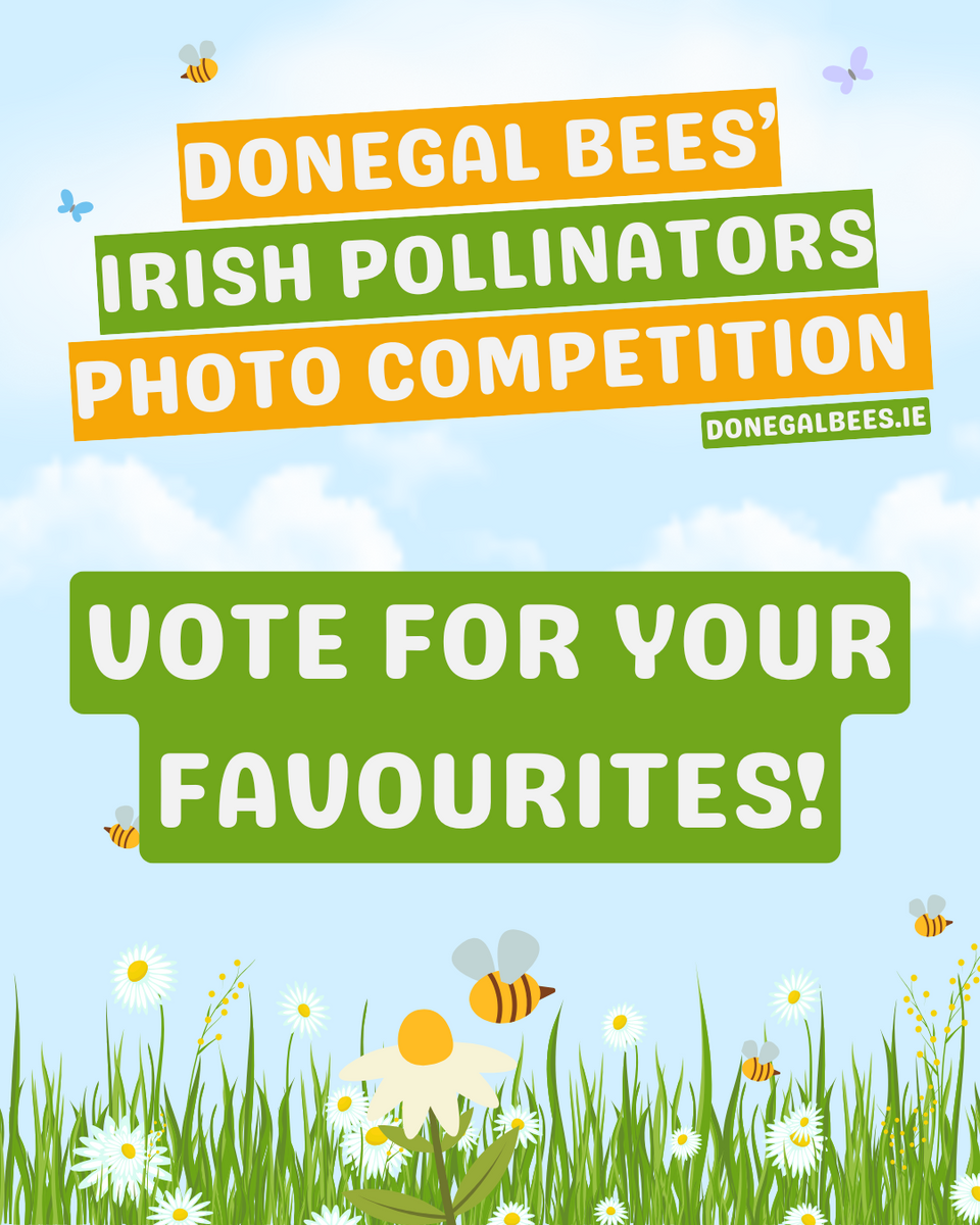 Vote Now: Irish Pollinators Photo Competition Finalists – Donegal Bees