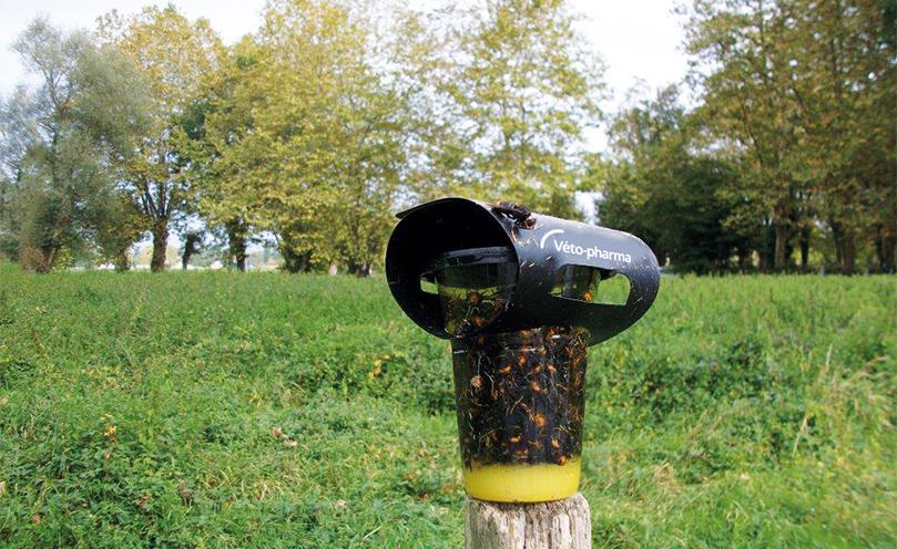 VespaCatch Original – Donegal Bees