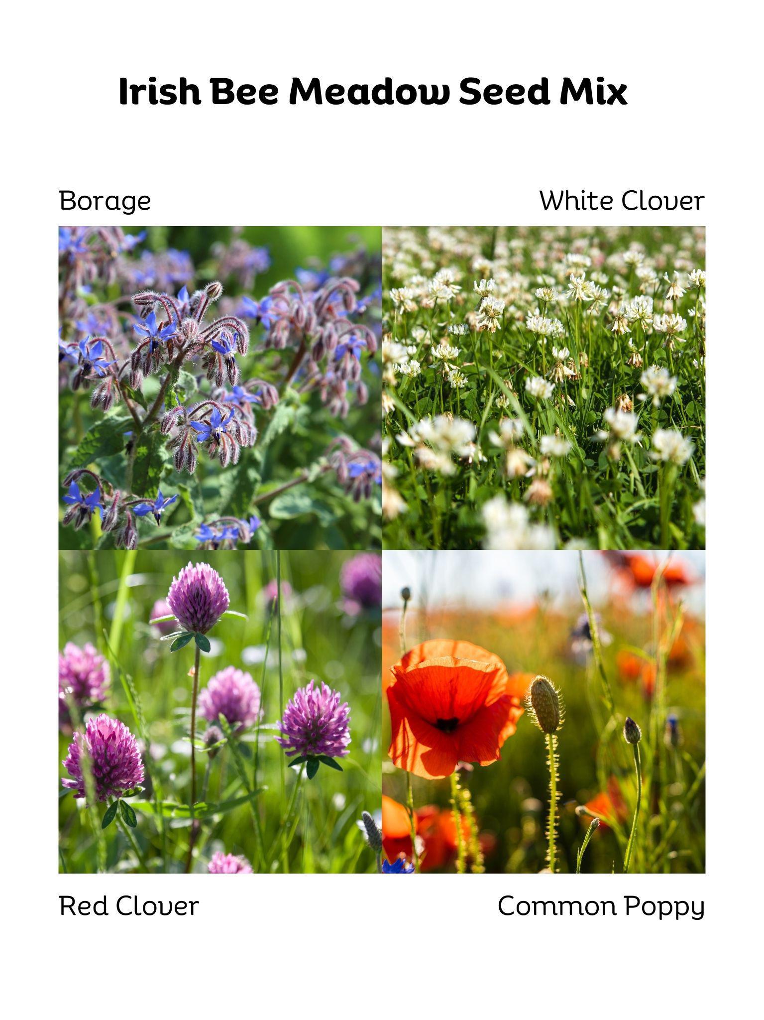 irish wildflower seed mix Irish Bee Meadow Seed Mix 30g – Donegal Bees