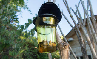 VespaCatch Lure