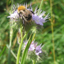 Load image into Gallery viewer, Bee Meadow Seed Mix 40g
