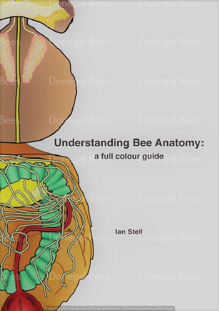 Book: Understanding Bee Anatomy